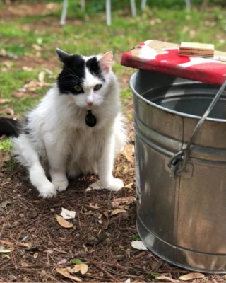 Illustration de l'article : Une chatte à 5 pattes et gravement malade affiche une joie de vivre exceptionnelle malgré les difficultés