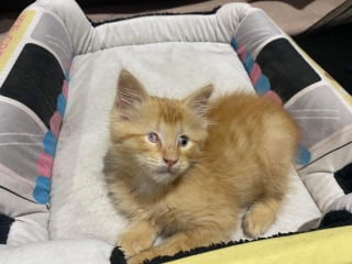 Illustration de l'article : Un chaton malvoyant trouve du réconfort auprès du chat de sa famille d’accueil