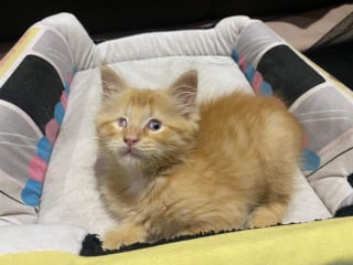 Illustration de l'article : Un chaton malvoyant trouve du réconfort auprès du chat de sa famille d’accueil