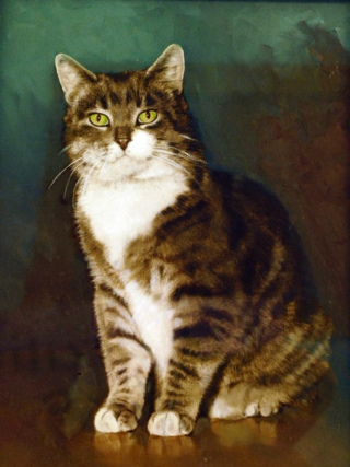 Illustration de l'article : L'histoire poignante de "Room 8", un chat adopté par une école et ayant marqué l'histoire de sa ville