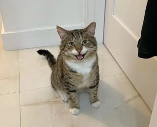 Illustration de l'article : De la rue au confort d'un canapé : comment un chat errant "sauvage" a fait basculer sa vie pour le meilleur