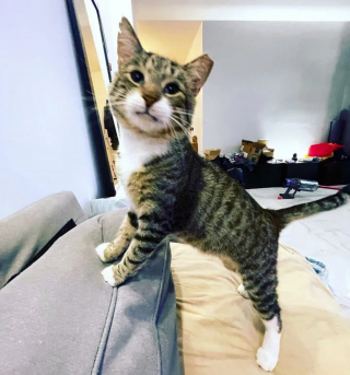 Illustration de l'article : De la rue au confort d'un canapé : comment un chat errant "sauvage" a fait basculer sa vie pour le meilleur