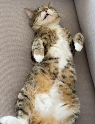 Illustration de l'article : De la rue au confort d'un canapé : comment un chat errant "sauvage" a fait basculer sa vie pour le meilleur