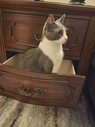 Illustration de l'article : 20 photos drôles de "pièges à chats" dans lesquels les félins tombent systématiquement