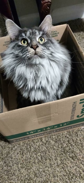 Illustration de l'article : 20 photos drôles de "pièges à chats" dans lesquels les félins tombent systématiquement