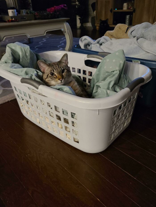 Illustration de l'article : 20 photos drôles de "pièges à chats" dans lesquels les félins tombent systématiquement