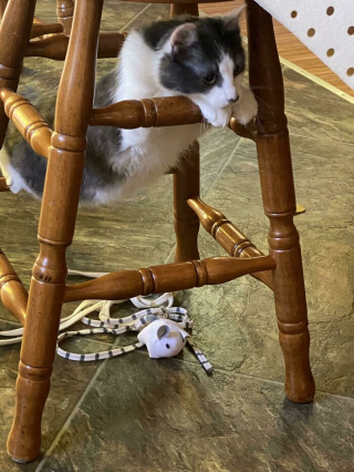 Illustration de l'article : 20 photos drôles de "pièges à chats" dans lesquels les félins tombent systématiquement