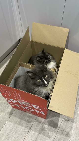 Illustration de l'article : 20 photos drôles de "pièges à chats" dans lesquels les félins tombent systématiquement