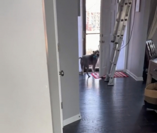 Illustration de l'article : L'amitié insolite d'un Staffordshire Bull Terrier et d'un peintre en bâtiment offre une scène attendrissante (vidéo)