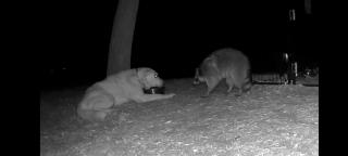 Illustration de l'article : Rescapé des combats canins, un chien à 3 pattes disparaît et déclenche des mois de recherches intensives