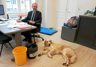 Illustration de l'article : Une jeune Golden Retriever se transforme en assistante éducative dans un collège de Bretagne