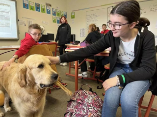 Illustration de l'article : Une jeune Golden Retriever se transforme en assistante éducative dans un collège de Bretagne