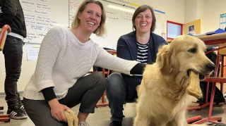 Illustration de l'article : Une jeune Golden Retriever se transforme en assistante éducative dans un collège de Bretagne