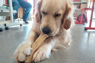 Illustration de l'article : Une jeune Golden Retriever se transforme en assistante éducative dans un collège de Bretagne