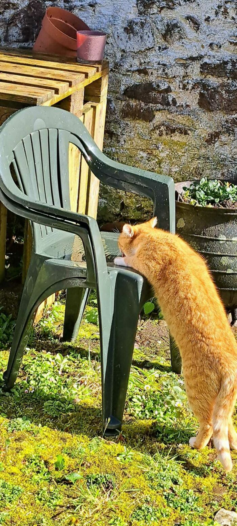 20 photos insolites de chats roux prouvant que ce sont vraiment des ...