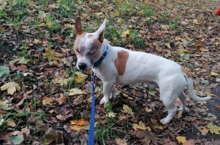 Illustration de l'article : Un chien errant, contraint de subir une double énucléation, apprend nerveusement à appréhender son nouveau quotidien