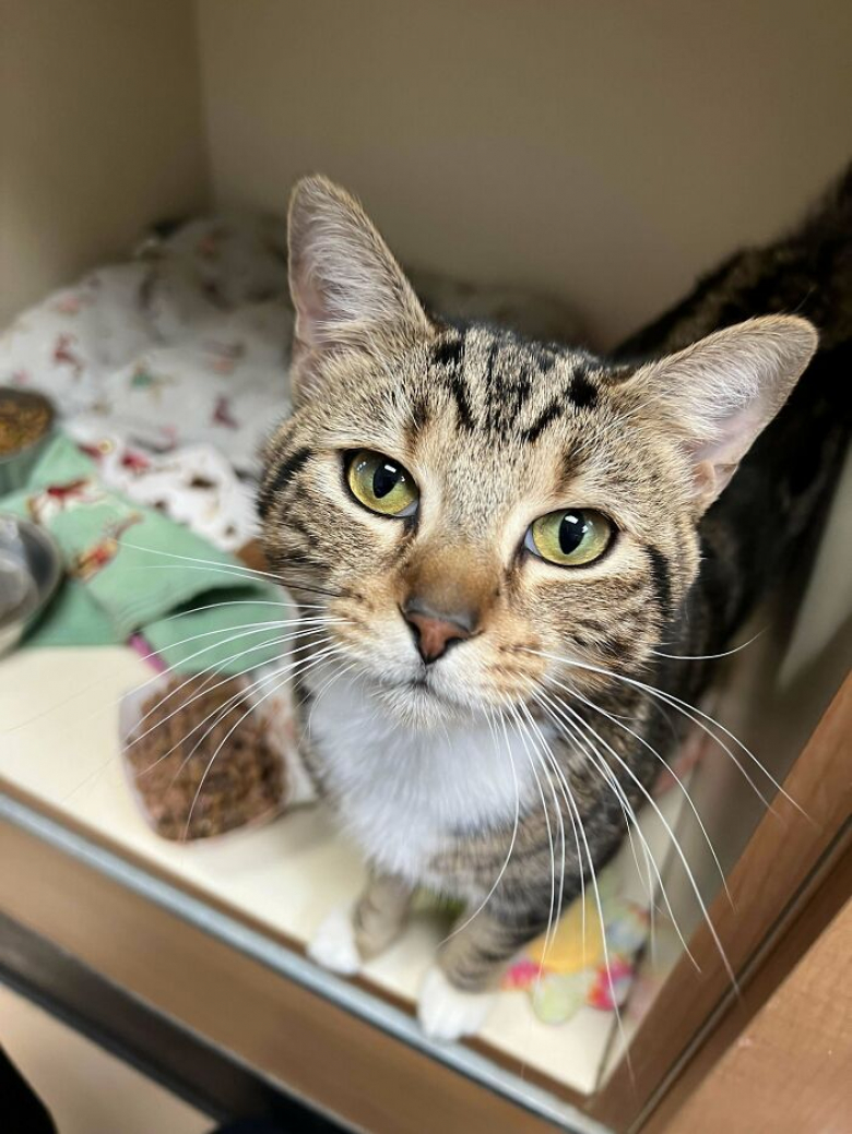 https://www.woopets.fr/assets/ckeditor/2023/may/actualities/23541/xl/xx-photos-de-chats-et-de-chiens-que-l-adoption-a-sauves-et-transformes-39a3c8195.jpg