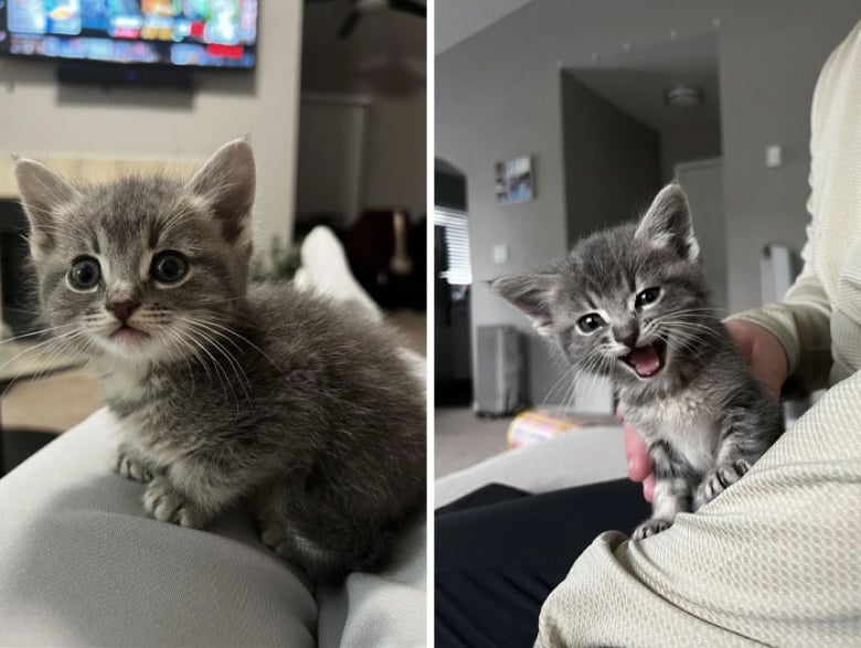 https://www.woopets.fr/assets/ckeditor/2023/may/actualities/23541/xl/xx-photos-de-chats-et-de-chiens-que-l-adoption-a-sauves-et-transformes-8ea44c013.jpg
