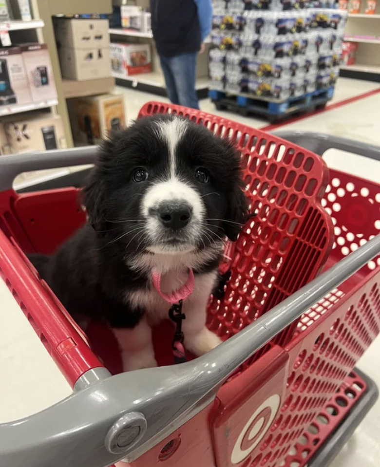 https://www.woopets.fr/assets/ckeditor/2023/may/actualities/23541/xl/xx-photos-de-chats-et-de-chiens-que-l-adoption-a-sauves-et-transformes-973728ce2.jpg