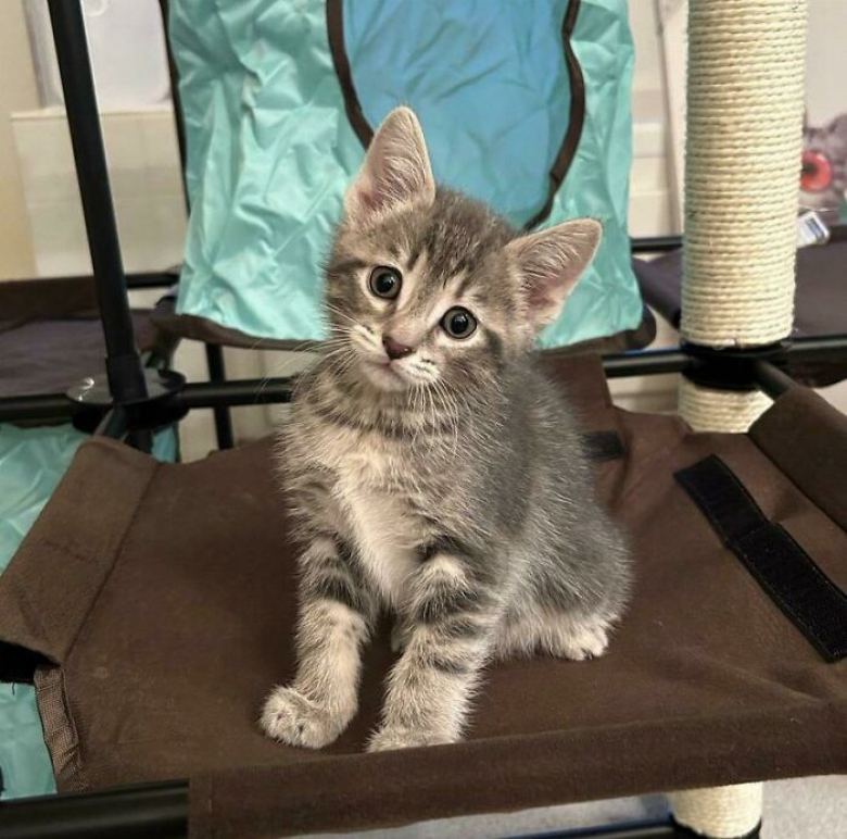 https://www.woopets.fr/assets/ckeditor/2023/may/actualities/23541/xl/xx-photos-de-chats-et-de-chiens-que-l-adoption-a-sauves-et-transformes-af9118ab8.jpg