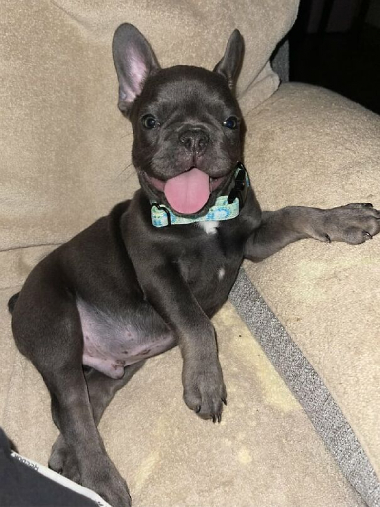 https://www.woopets.fr/assets/ckeditor/2023/may/actualities/23541/xl/xx-photos-de-chats-et-de-chiens-que-l-adoption-a-sauves-et-transformes-c70dd9ba7.jpg