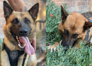 Illustration de l'article : Un chien policier s'offre un moment de répit pour s'amuser avec un ballon, la vidéo devient virale