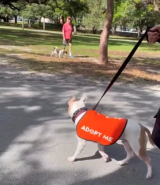 Illustration de l'article : Aramis, le chien déprimé du refuge, retrouve la joie de vivre lors d'une journée au parc (vidéo)