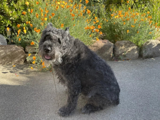 Illustration de l'article : L'intuition d'un chien mène à une intervention médicale cruciale pour son propriétaire