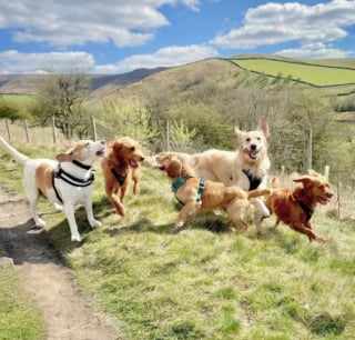 Illustration de l'article : 15 photos illustrant l'incroyable capacité des chiens à partager leur bonheur avec nous