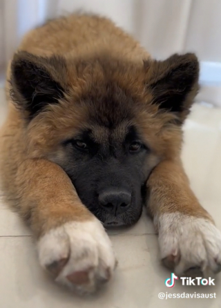Illustration de l'article : Le parcours émouvant de Kuma, une chienne qui apprend à faire confiance après cinq adoptions infructueuses