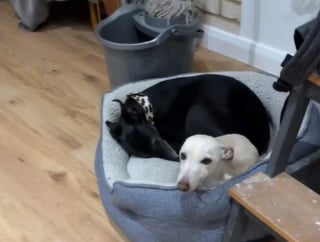 Illustration de l'article : L'approche surprenante mais efficace d'une famille attentionnée pour aider un chien à surmonter son anxiété
