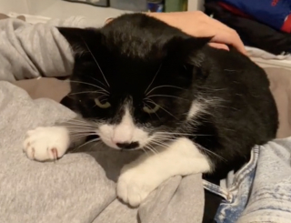 Illustration de l'article : Une femme parcourt 1400 km pour tenir sa promesse et offrir une seconde vie au chat de sa grand-mère disparue (vidéo)