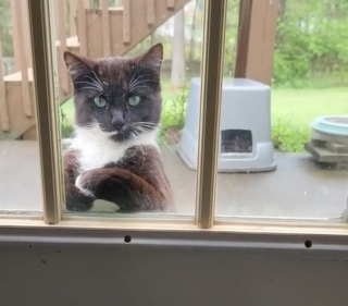 Illustration de l'article : Quand le simple geste d'un chat observant sa maîtresse derrière la vitre fait fondre le cœur des internautes (vidéo)