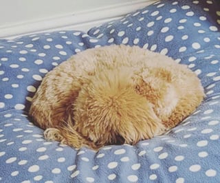 Illustration de l'article : 13 photos déconcertantes de chiens s'étant fait passer pour des desserts