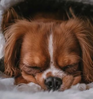 Illustration de l'article : 13 photos déconcertantes de chiens s'étant fait passer pour des desserts