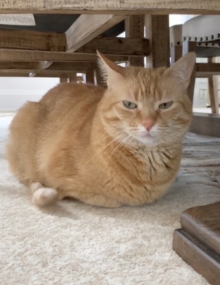 Illustration de l'article : Cette chatte rebelle détestait tout le monde, avant qu'une personne ne parvienne à conquérir son cœur (vidéo)