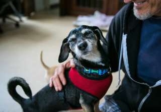 Illustration de l'article : 19 photos de chiens séniors partageant leur sagesse et leur joie de vivre