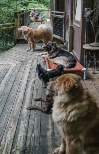 Illustration de l'article : 19 photos de chiens séniors partageant leur sagesse et leur joie de vivre