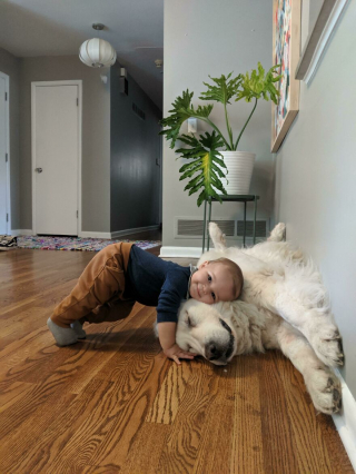 Illustration de l'article : 19 photos de chiens séniors partageant leur sagesse et leur joie de vivre