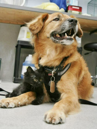 Illustration de l'article : 19 photos de chiens séniors partageant leur sagesse et leur joie de vivre