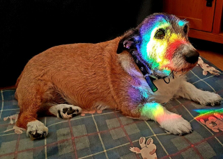 Illustration de l'article : 19 photos de chiens séniors partageant leur sagesse et leur joie de vivre