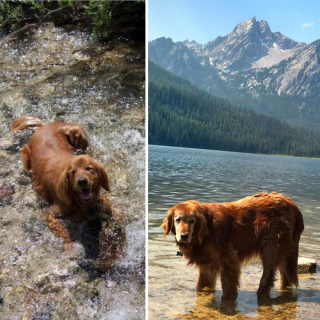 Illustration de l'article : 19 photos de chiens séniors partageant leur sagesse et leur joie de vivre