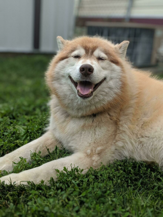 Illustration de l'article : 19 photos de chiens séniors partageant leur sagesse et leur joie de vivre