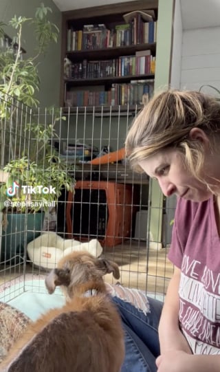 Illustration de l'article : Un chien traumatisé par son passé apprend enfin à faire confiance aux humains grâce à l'amour de sa sauveuse (vidéo)