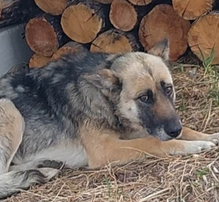 Illustration de l'article : Une seconde chance pour une chienne errante tentant de survivre avec un collier enfoncé dans le cou