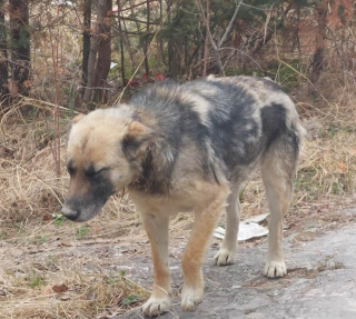 Illustration de l'article : Une seconde chance pour une chienne errante tentant de survivre avec un collier enfoncé dans le cou