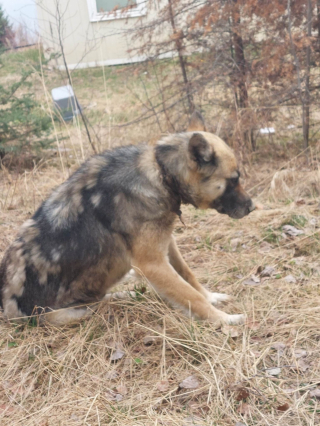 Illustration de l'article : Une seconde chance pour une chienne errante tentant de survivre avec un collier enfoncé dans le cou