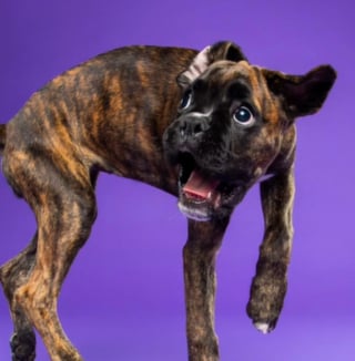 Illustration de l'article : La séance photo d'un chiot Boxer se transforme en joyeux chaos qui enchante les internautes (vidéo)