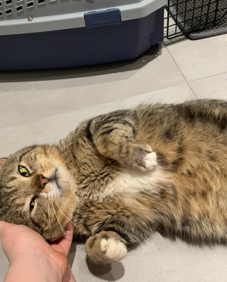Illustration de l'article : Un chat errant et blessé profite de son séjour en famille d'accueil pour prouver tout son amour