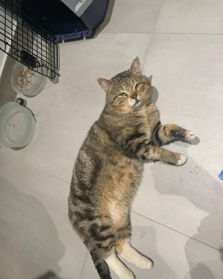 Illustration de l'article : Un chat errant et blessé profite de son séjour en famille d'accueil pour prouver tout son amour